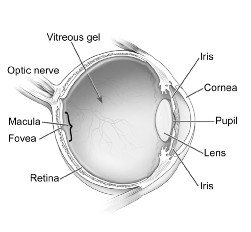 What is the function of the macula?