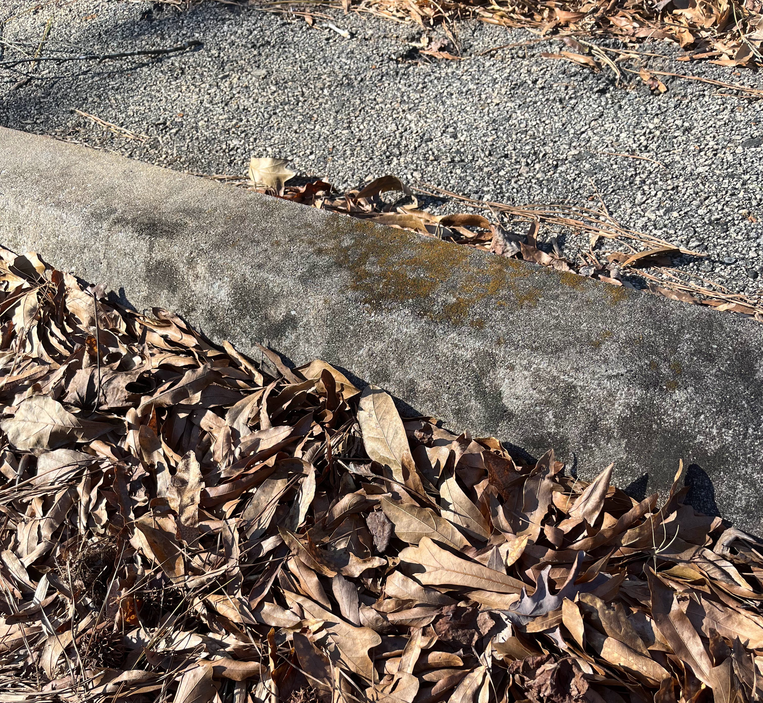 curb with leaves