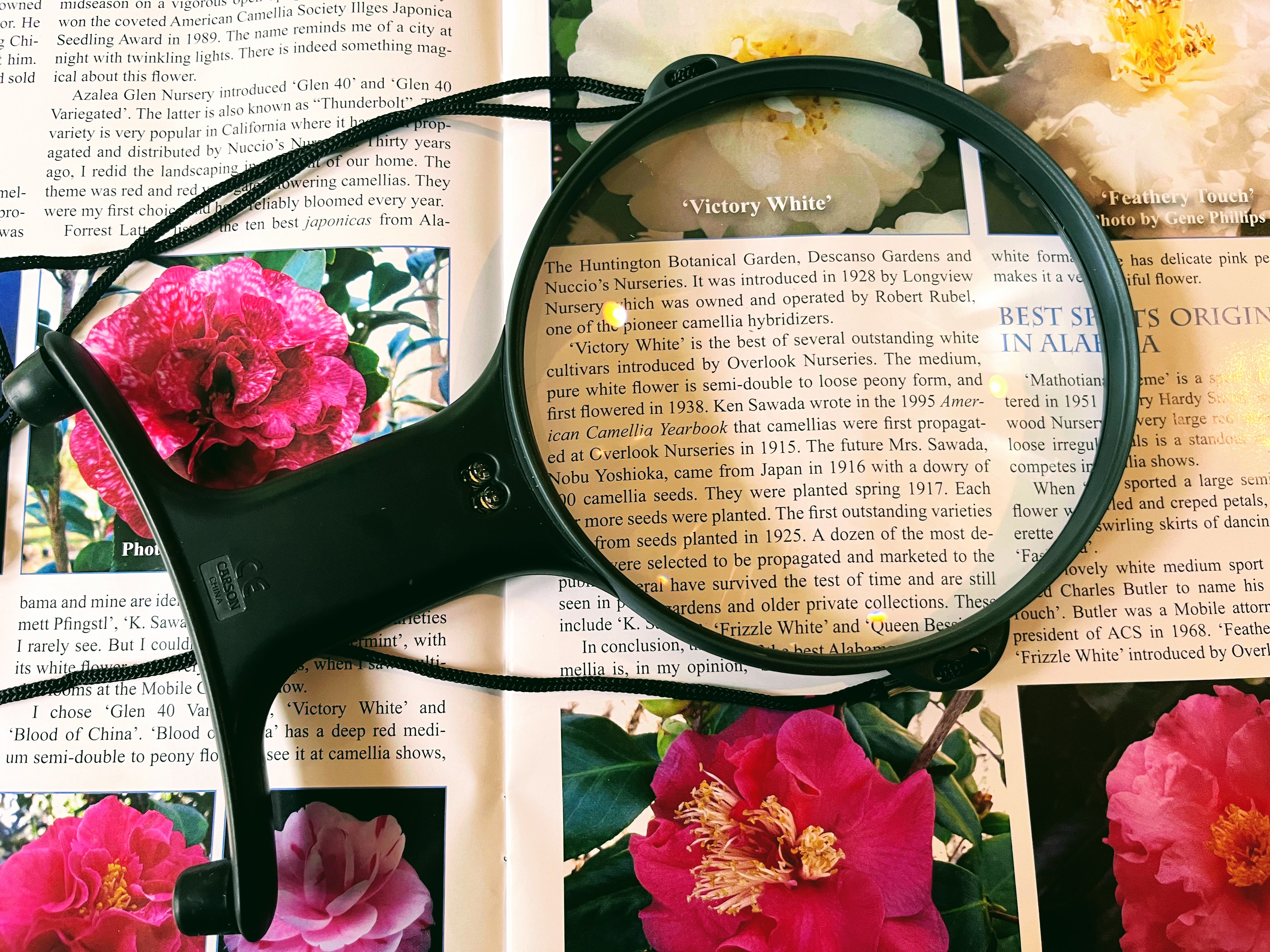 Candy AS-SEEN-ON-TV Full Page Book Magnifier and Light to See Pages 3X  Bigger, Optical Grade, Anti-Glare White - AliExpress