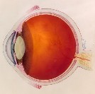 macular degeneration test