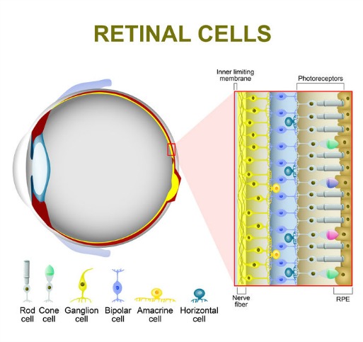 acupuncture for macular degeneration