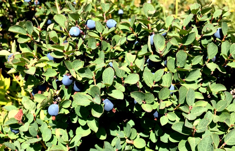 antioxidant berry