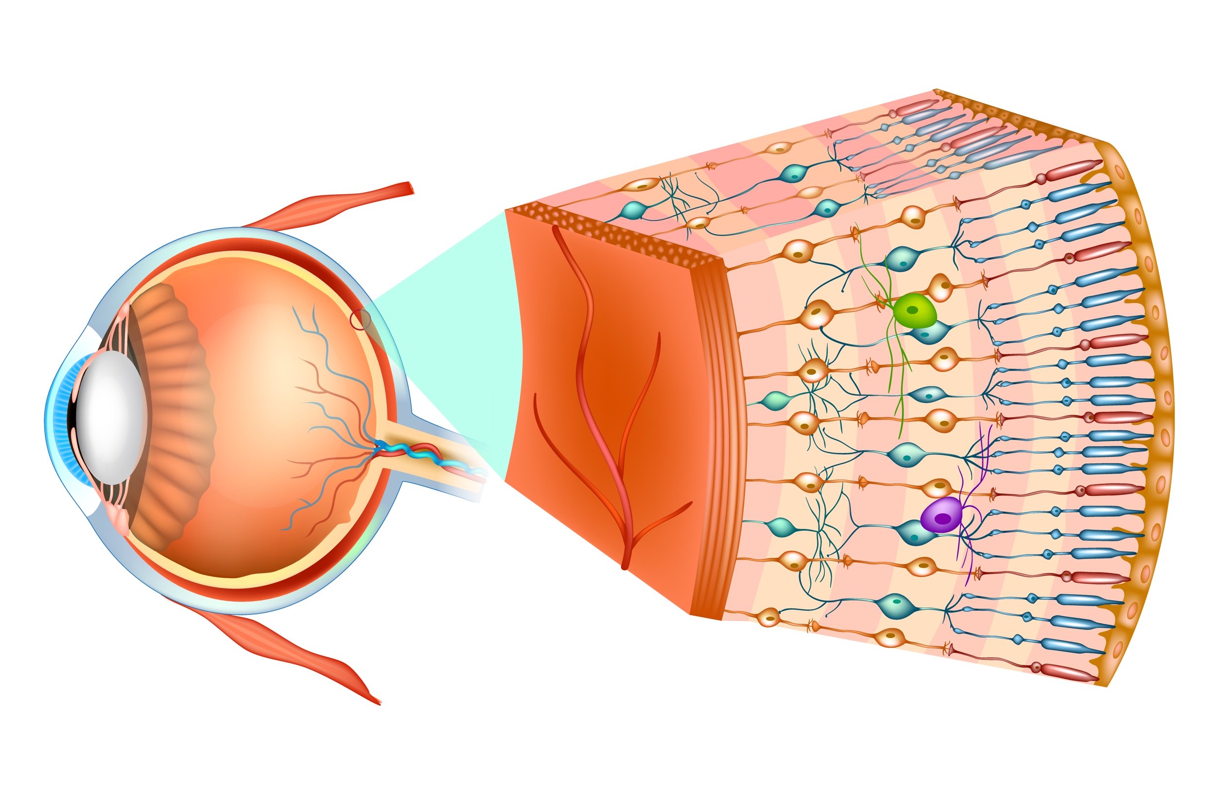 retina 2022