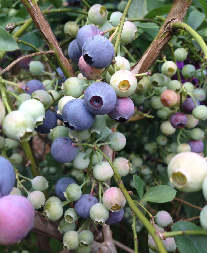 antioxidant berries