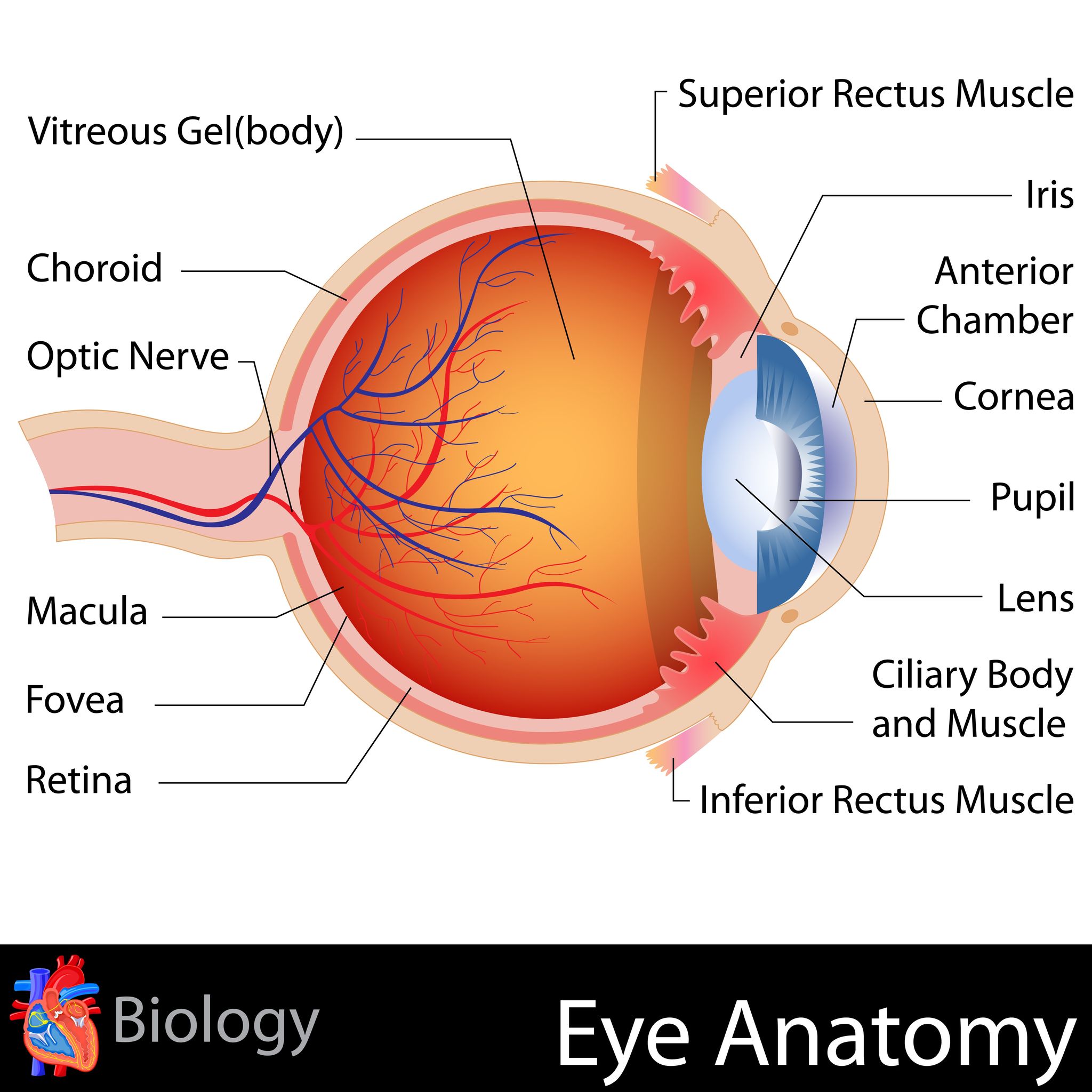 what is dry macular degeneration