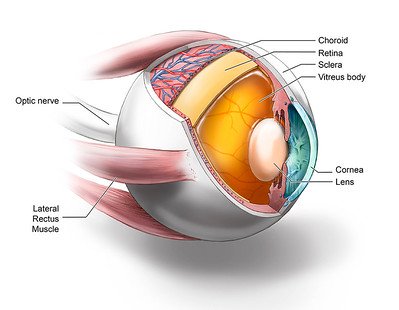 choroid of the eye