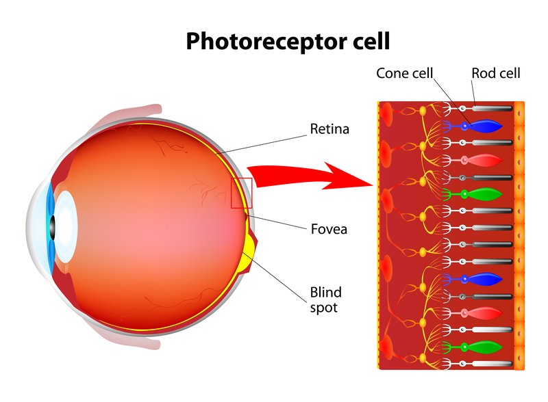 photoreceptor cells