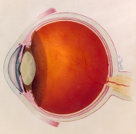 macular degeneration symptoms, treatment and research