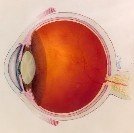 macular pigment density