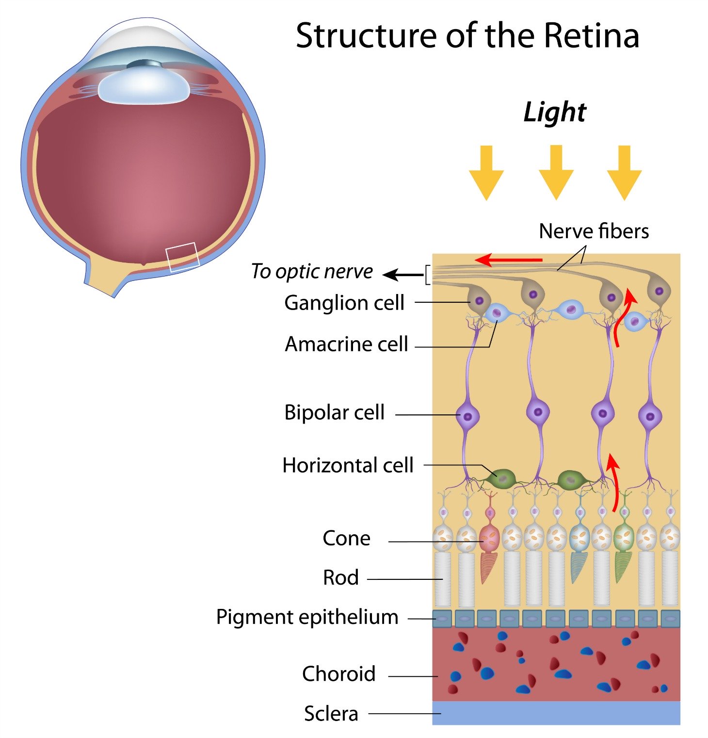 layers of the retina