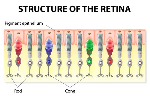 rods and cones