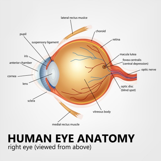 choroidal neovascularization