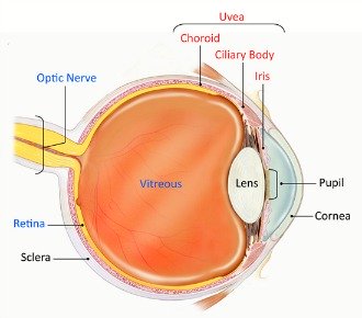 vitreous humor